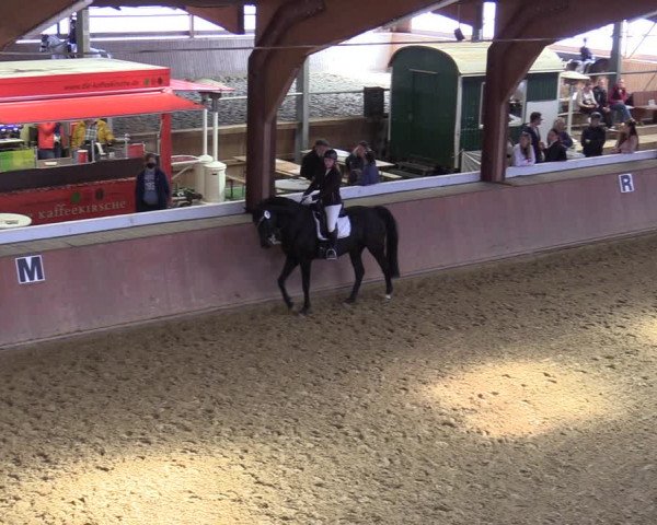 Reitturnier Bad Salzuflen 2022