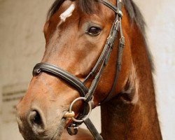 dressage horse Cantany (Hanoverian, 2008, from Conteur)