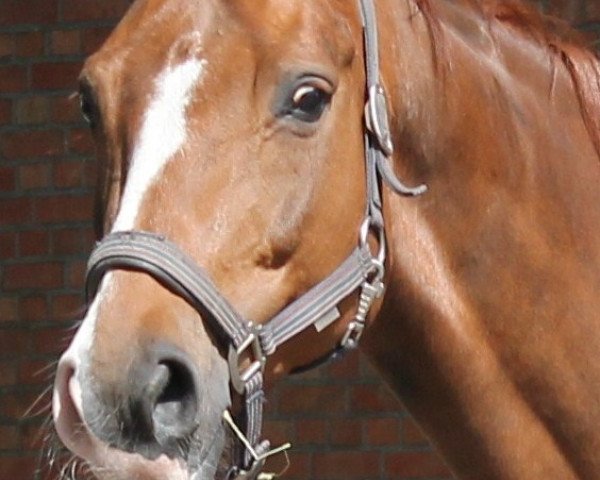 broodmare Wilma (Hanoverian, 2001, from Waikiki I)