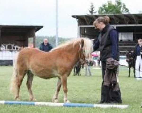 Pferd Lavendula (Dt.Part-bred Shetland Pony, 2008, von Georg)