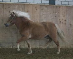 Zuchtstute Lilian (Dt.Part-bred Shetland Pony, 2005, von Georg)