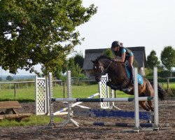 Springpferd Cheval de Chicago (Deutsches Reitpony, 2008, von FS Chicago)