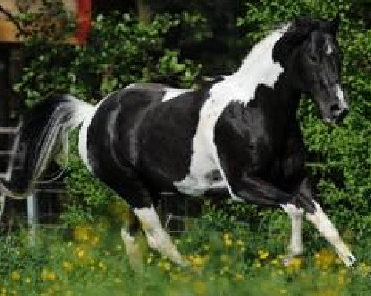 stallion Quinto Summer Bar (Paint Horse,  , from Mac Summer Bar)