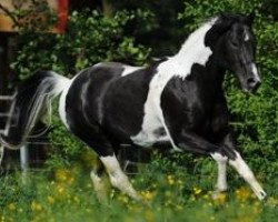 Deckhengst Quinto Summer Bar (Paint Horse,  , von Mac Summer Bar)