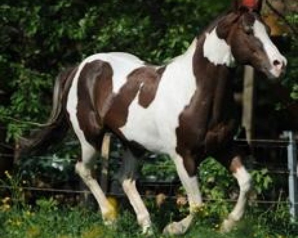 stallion Cats Coco Dancer (Paint Horse, 1991, from Cats Lad)