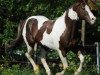 stallion Cats Coco Dancer (Paint Horse, 1991, from Cats Lad)