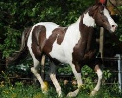 stallion Cats Coco Dancer (Paint Horse, 1991, from Cats Lad)