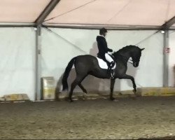 dressage horse Sir Carlo 2 (Oldenburg, 2006, from Sir Donnerhall I)