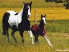 Zuchtstute Lasans Frostedlace (Paint Horse, 1989, von Lasan Smoky Rascal)