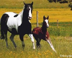 Zuchtstute Lasans Frostedlace (Paint Horse, 1989, von Lasan Smoky Rascal)