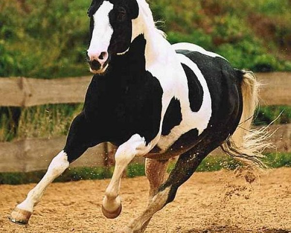 stallion Big Steps Snow Boy (Paint Horse, 1993, from Big Steps Dude)