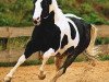 Deckhengst Big Steps Snow Boy (Paint Horse, 1993, von Big Steps Dude)