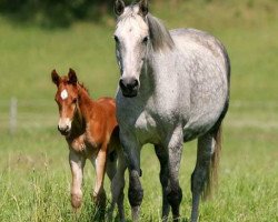 broodmare Hexentanz (Holsteiner, 1993, from Lauries Crusador xx)