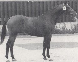 stallion Rhodos (Westphalian, 1974, from Remus I)