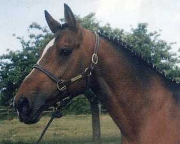 stallion Le Condeen (Selle Français, 1977, from Grand Veneur)