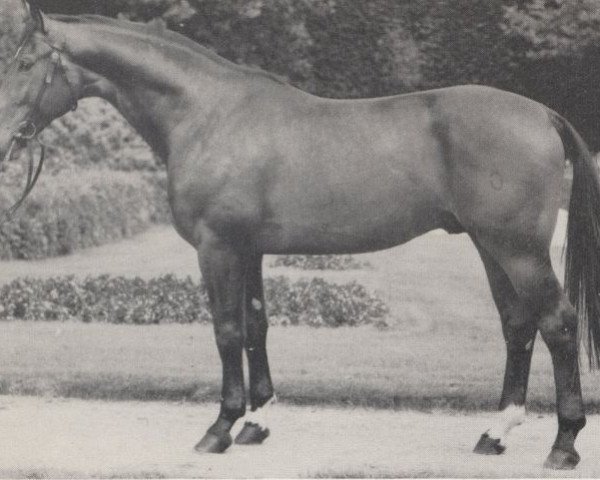 stallion Radiant (Westphalian, 1965, from Romulus I)