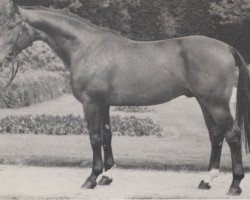 Deckhengst Radiant (Westfale, 1965, von Romulus I)