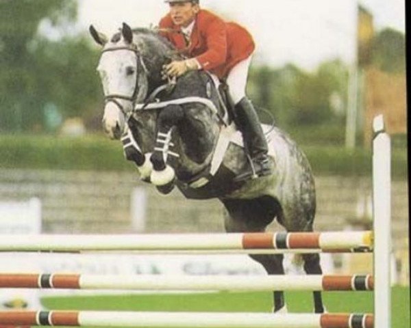 stallion Landjunker I (Holsteiner, 1983, from Landgraf I)