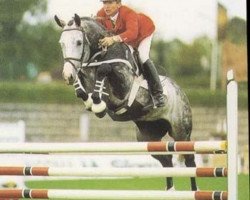 Deckhengst Landjunker I (Holsteiner, 1983, von Landgraf I)