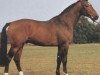stallion Wicklow (Hessian Warmblood, 1983, from Wedemark)