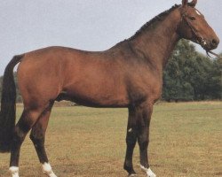 stallion Wicklow (Hessian Warmblood, 1983, from Wedemark)