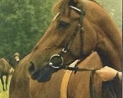 broodmare Weica (Westphalian, 1982, from Weinberg)