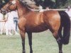 Pferd Oktave (Holsteiner, 1977, von Ronald)