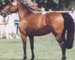 broodmare Oktave (Holsteiner, 1977, from Ronald)