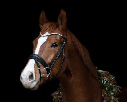dressage horse Sir Uwe (Westphalian, 2014, from Sir Heinrich)