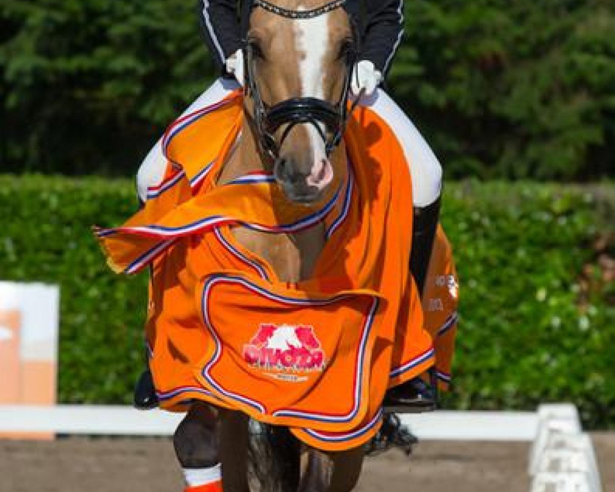 Deckhengst Don Ducky C-two DVB (Deutsches Reitpony, 2009, von FS Don't Worry)