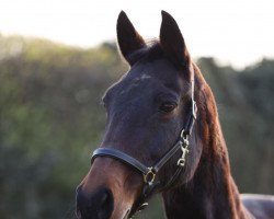 broodmare Hamas Letzte-Go (Trakehner, 2001, from Wörthersee xx)