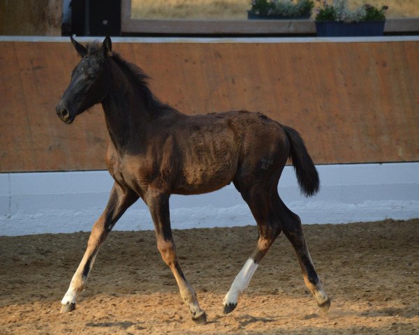 dressage horse Rubensdame (Rhinelander, 2013, from Rohjuwel OLD)