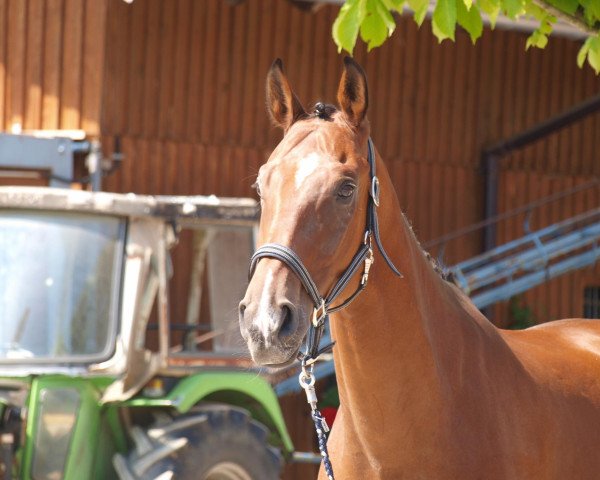 dressage horse Sodalith (Oldenburg, 2007, from Sir Donnerhall I)