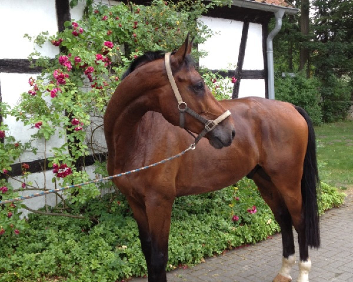 jumper Inventor 2 (Belgian Warmblood, 2008, from Cooper van de Heffinck)