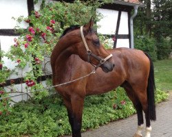 jumper Inventor 2 (Belgian Warmblood, 2008, from Cooper van de Heffinck)