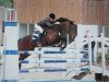 broodmare Viva 26 (German Riding Pony, 2002, from Vivaldi)