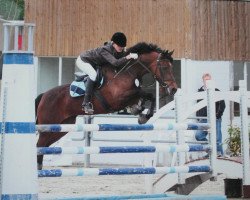 broodmare Viva 26 (German Riding Pony, 2002, from Vivaldi)