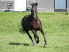 dressage horse Rupee (Bavarian, 2000, from Monteverdi)