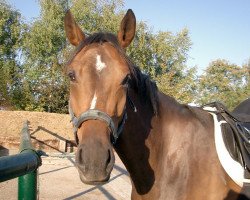 Pferd Retina (Hessisches Warmblut, 1999, von Reverend)