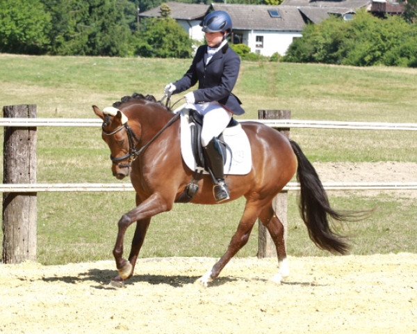 broodmare Coco's Darling (German Riding Pony, 2009, from Top Champy)