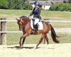 Zuchtstute Coco's Darling (Deutsches Reitpony, 2009, von Top Champy)