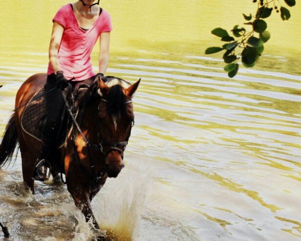 horse Glossy Mermaid (German Riding Pony, 1994, from Tantriko xx)