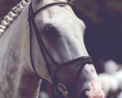 broodmare Romina (Oldenburg, 1990, from Rolando)