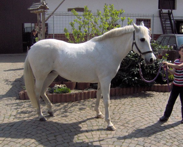 Zuchtstute Grisette (Deutsches Reitpony, 1989, von Galdos ben Mors 1977 ox)