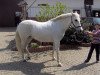 broodmare Grisette (German Riding Pony, 1989, from Galdos ben Mors 1977 ox)