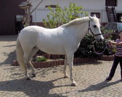 Zuchtstute Grisette (Deutsches Reitpony, 1989, von Galdos ben Mors 1977 ox)