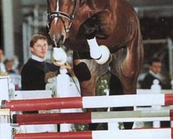 Deckhengst Junior de Pommes (Koninklijk Warmbloed Paardenstamboek Nederland (KWPN), 1994, von Jus de Pomme)