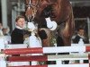 stallion Junior de Pommes (KWPN (Royal Dutch Sporthorse), 1994, from Jus de Pomme)