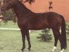 stallion Exponent (Hanoverian, 1977, from Eisenherz II)