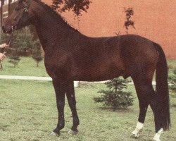 stallion Exponent (Hanoverian, 1977, from Eisenherz II)